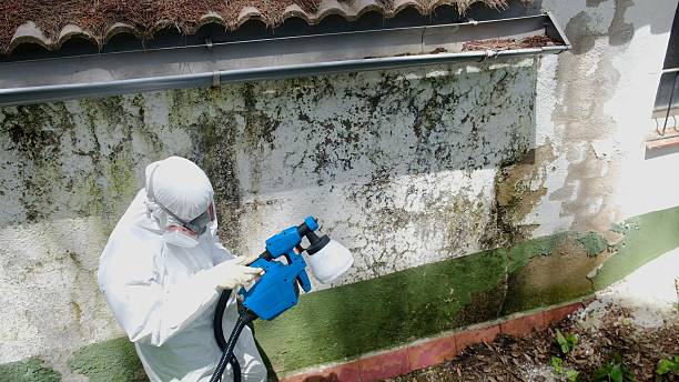 Trusted Attic Mold Removal service in Dallastown, PA - Cheap Mold Removal